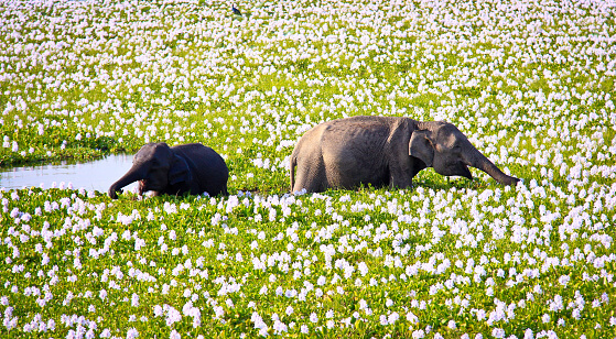 A young elephant calf and his mother in Yala National Park, Sri Lanka.
