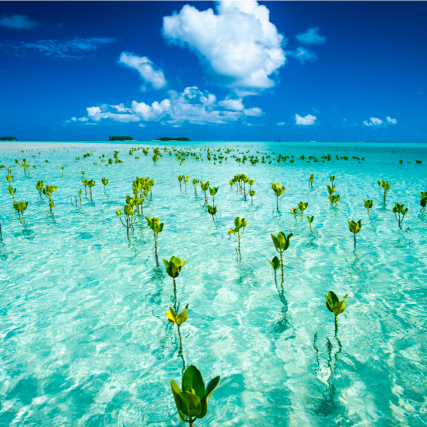 A field of mangroves, tropical plants adapted to salt water and loose soils.