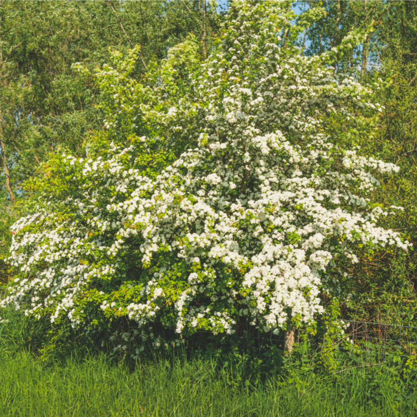 A white flowering hawthorn: an abundant source of pollen.
