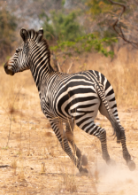 zebra